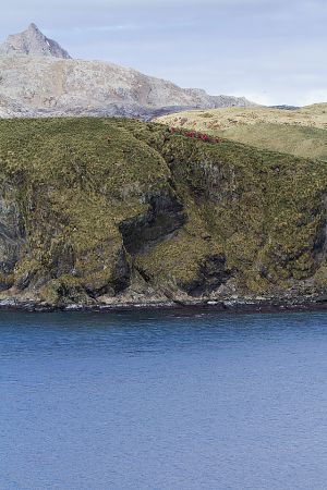 Elsehul, South Georgia Island 059.jpg